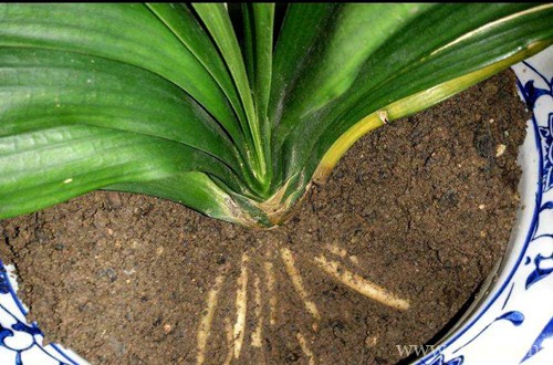 栽苗不伤根要怎么做？植物怎么安全过冬？赶紧来看看花友的分享！