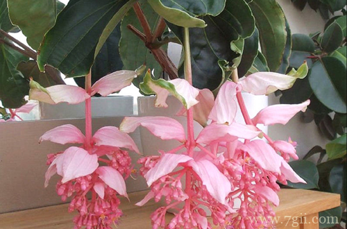 宝莲灯花苞发软是什么原因？查找这几个原因，能轻松解决！