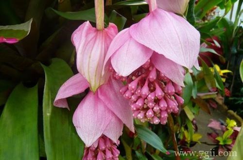 宝莲灯花苞发软是什么原因？查找这几个原因，能轻松解决！