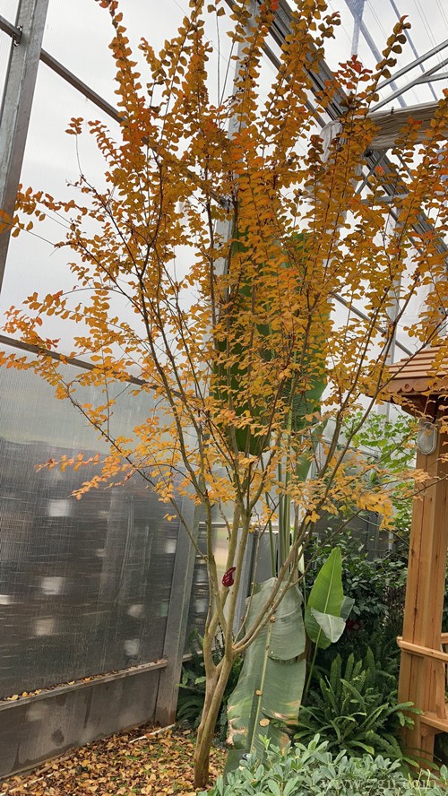 冬天紫薇树叶子全黄了，接下来怎么处理好？怎么修剪？