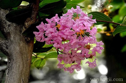 冬天紫薇树叶子全黄了，接下来怎么处理好？怎么修剪？