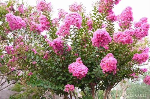 冬天紫薇树叶子全黄了，接下来怎么处理好？怎么修剪？