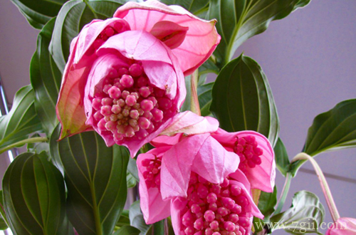 宝莲灯掉花蕾怎么办？原因及解决方法看这里！