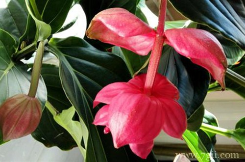 宝莲灯掉花蕾怎么办？原因及解决方法看这里！