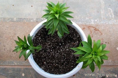 百合花出苗后一直不长，不知道要怎么办？