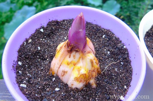 百合花出苗后一直不长，不知道要怎么办？