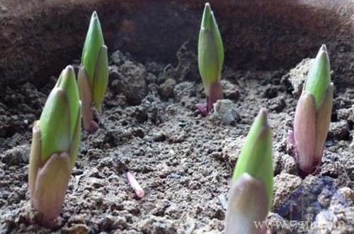百合花出苗后一直不长，不知道要怎么办？