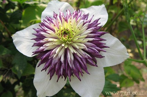 铁线莲好养又漂亮的7个品种,值得新手入手!