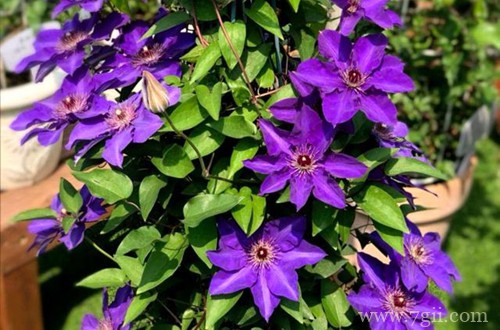 铁线莲好养又漂亮的7个品种,值得新手入手!