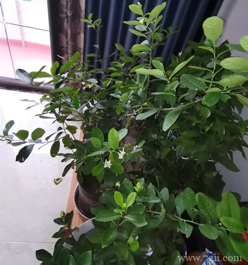 柠檬为何开花后不坐果，花量还很大，怀疑是买成公柠檬树？