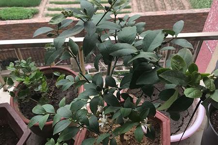 柠檬为何开花后不坐果，花量还很大，怀疑是买成公柠檬树？