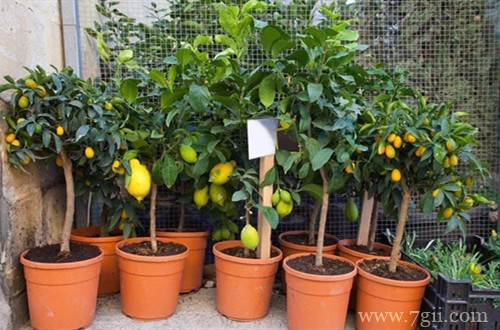 柠檬为何开花后不坐果，花量还很大，怀疑是买成公柠檬树？