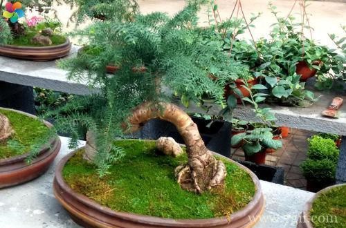 澳洲杉叶子不绿了怎么办？要结合多个原因对症下药，就能养护好！