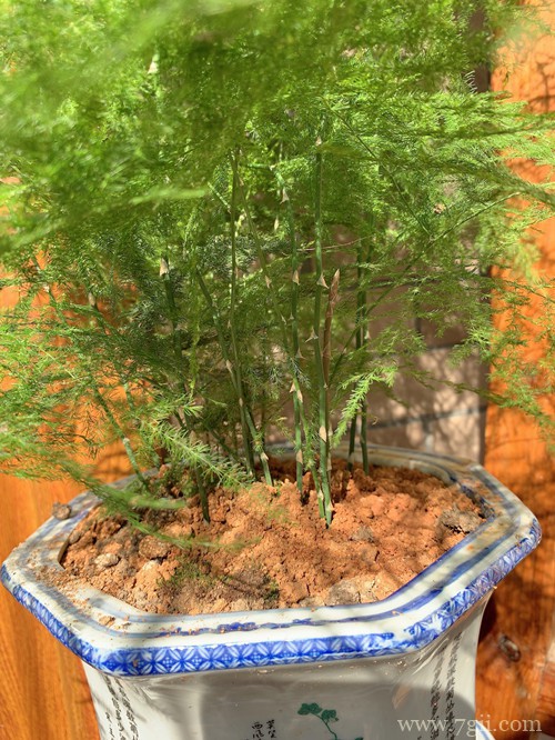 文竹一年四季怎么施肥？不同节季方法不同，了解这几点施肥不再难