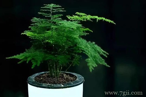 文竹一年四季怎么施肥？不同节季方法不同，了解这几点施肥不再难