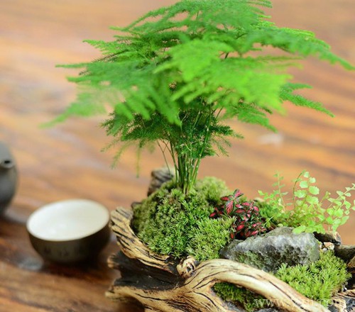 文竹一年四季怎么施肥？不同节季方法不同，了解这几点施肥不再难