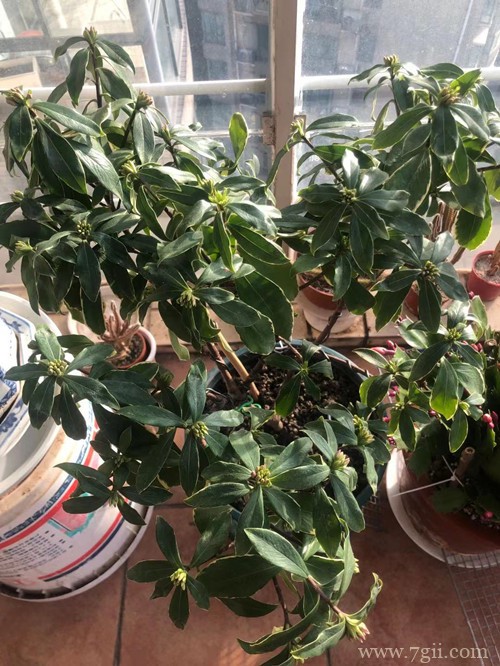 金边瑞香要怎么养才能长势旺盛,及时开花?