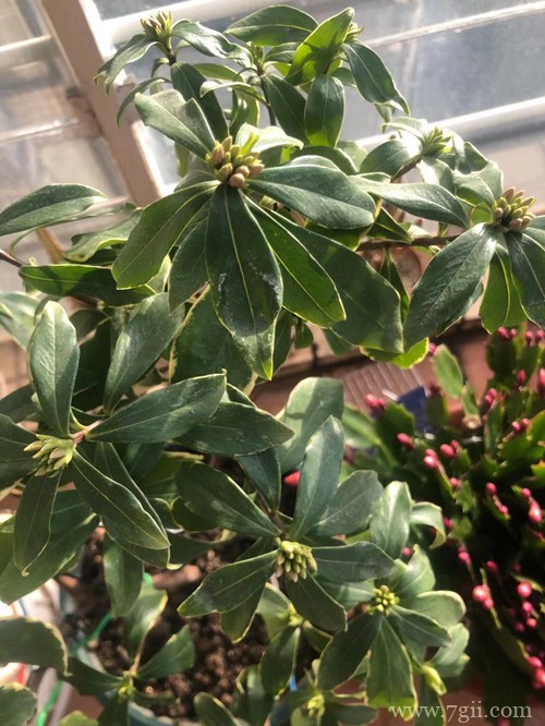 金边瑞香要怎么养才能长势旺盛,及时开花?