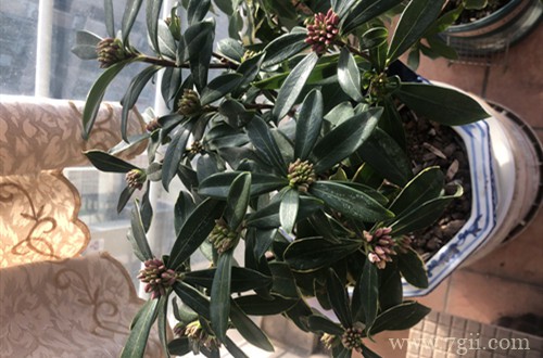 金边瑞香要怎么养才能长势旺盛,及时开花?