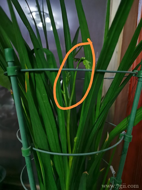 香雪兰花苞总体比叶子要短许多是什么原因？