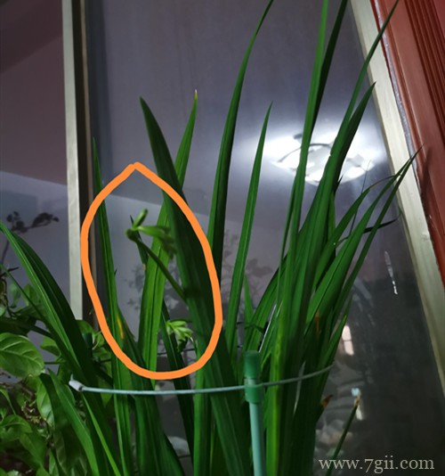 香雪兰花苞总体比叶子要短许多是什么原因？