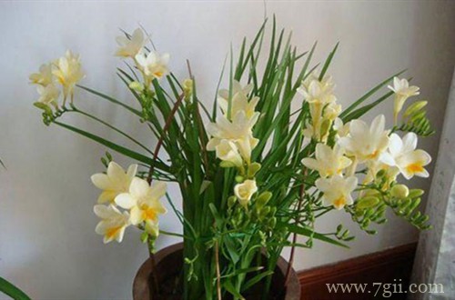 香雪兰花苞总体比叶子要短许多是什么原因？