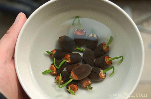 碗莲发芽后要怎么养？发芽后咋感觉那水有臭味要怎么办？