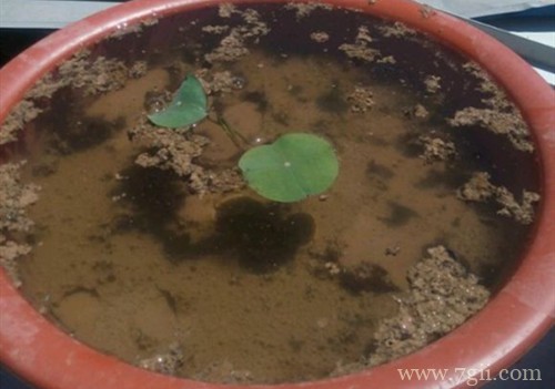 碗莲发芽后要怎么养？发芽后咋感觉那水有臭味要怎么办？