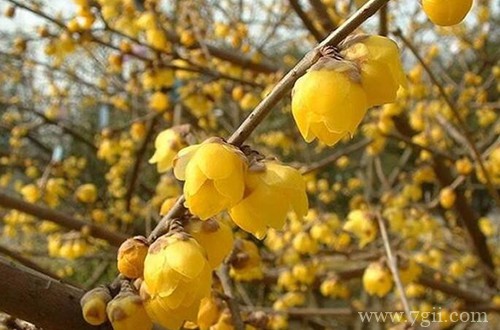 腊梅什么时候种植好？这两个季节别错过，不然要等很久！