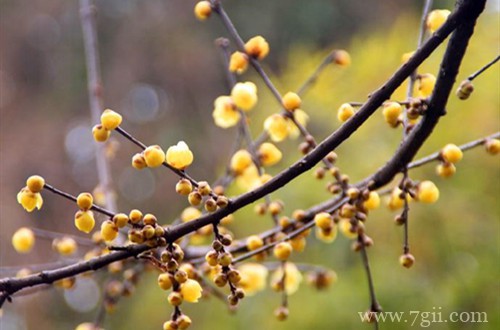 腊梅什么时候种植好？这两个季节别错过，不然要等很久！