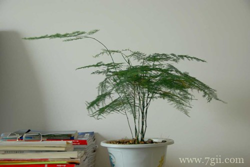 文竹一直长杆子就是不长叶子,都快有一米了是啥情况?