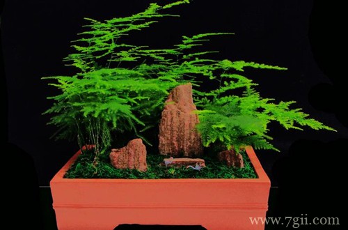 文竹一直长杆子就是不长叶子,都快有一米了是啥情况?