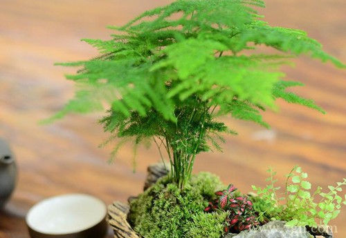 文竹一直长杆子就是不长叶子,都快有一米了是啥情况?