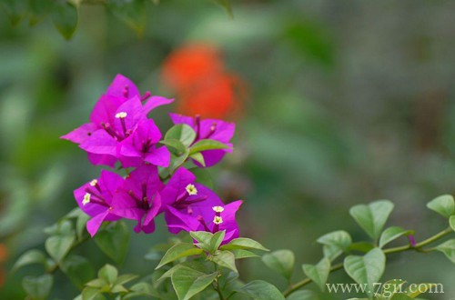 三角梅长的新芽发黑枯萎了，要怎么办？需尽快进行挽救！