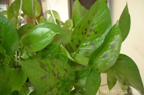 绿萝被冻伤怎么办？还能救吗？及时进行补救，就能起死回生！