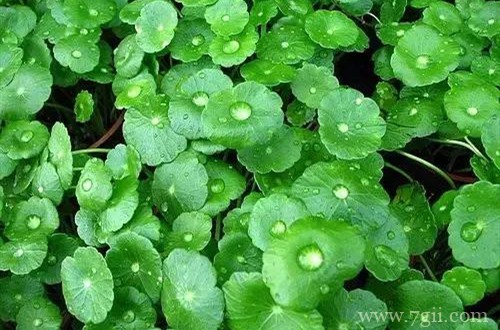 铜钱草叶子发黄什么原因？这几个方法可以让它变得绿油油！