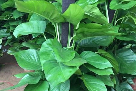 大叶绿萝黄叶怎么办？赶紧排查这4个原因！