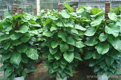 大叶绿萝黄叶怎么办？赶紧排查这4个原因！