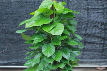 大叶绿萝黄叶怎么办？赶紧排查这4个原因！