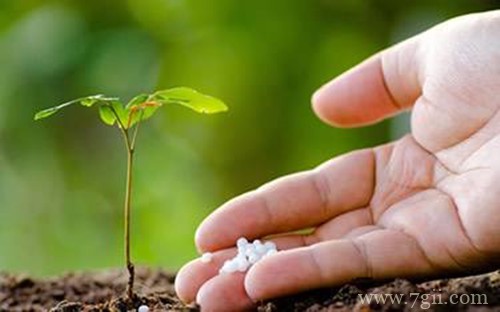 花卉植物施肥方案，只要方法对，植物自然长得好