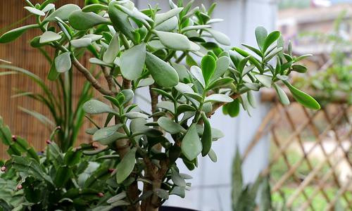 花卉植物施肥方案，只要方法对，植物自然长得好