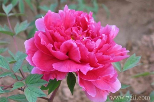 牡丹日常怎样养护管理？记住这些养护技巧，轻松就能养好！