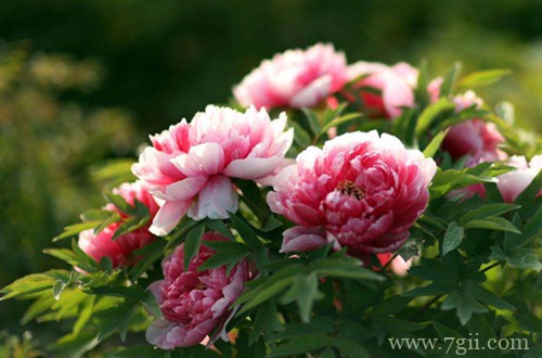 牡丹日常怎样养护管理？记住这些养护技巧，轻松就能养好！