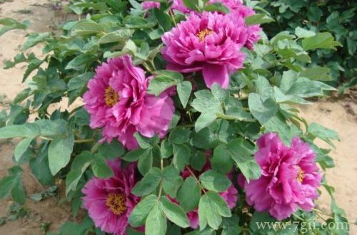 牡丹日常怎样养护管理？记住这些养护技巧，轻松就能养好！