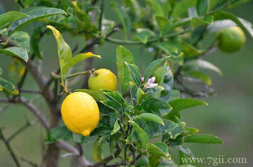 盆栽种果“有关键”，这3大点要注意！养护得好，花朵叶绿果多多