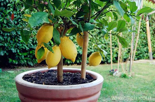 盆栽种果“有关键”，这3大点要注意！养护得好，花朵叶绿果多多