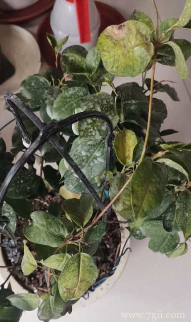 飘香藤黄叶怎么救？了解这几个原因，就能救回来！