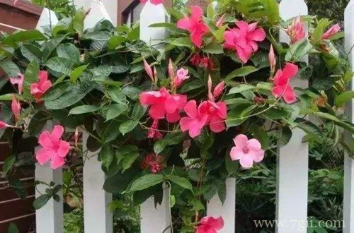 飘香藤黄叶怎么救？了解这几个原因，就能救回来！