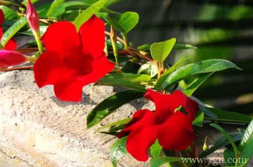 飘香藤黄叶怎么救？了解这几个原因，就能救回来！