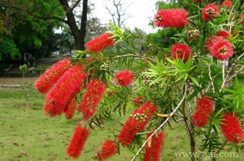 红千层小苗移栽后怎么养护？